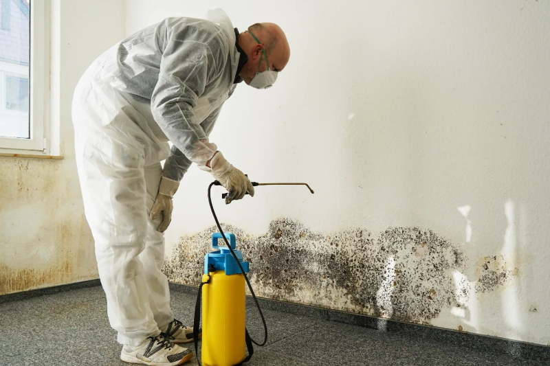 65315ab0bd36260d1ef5849c-general-wall-cleaning-and-maintenance